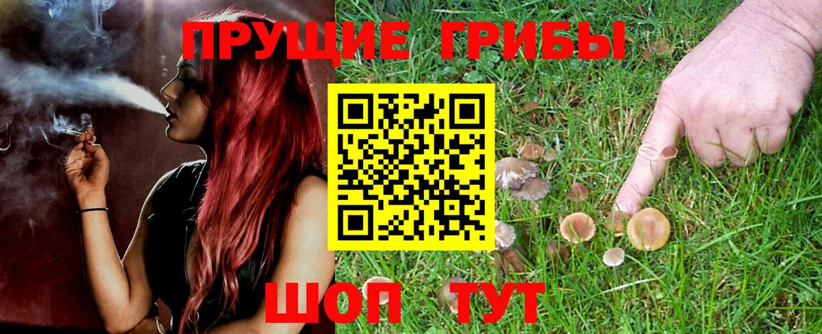 Псилоцибиновые грибы мицелий Сердобск